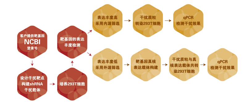 圖片23-shRNA載體構建及篩選.png